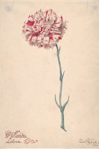 Neilikka Hollandia Liberata, 1675. tekijältä Zacharias Blijhooft