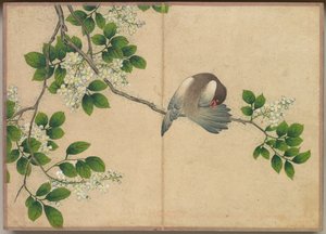 Pöytäalbumi: Flower and Bird Paintings Preening Bird, 17th Century.