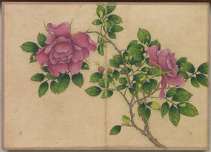 Pöytäalbumi: Flower and Bird Paintings Rose, 17th Century.