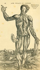 Miehen ihmiskehon selkä, Andreas Vesaliuksen anatominen tutkimus, joka alun perin julkaistiin De Humani Corporis Fabrica Libri Septemissä (ihmiskehon kudoksesta seitsemässä kirjassa), julkaissut Basel tekijältä Ferdinand Georg Waldmuller