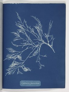 "Cystoseira foeniculacea" tekijältä Frederick (attr. to) Barnard