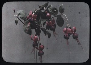 "Fuksia" tekijältä Frederick (attr. to) Barnard