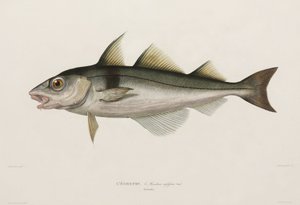 Kolja, Islanti, 1800-luvun alku tekijältä John Pardon