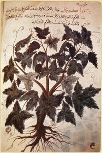 Herbals Vine tekijältä Ferdinand Georg Waldmuller