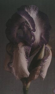 "Iris germanique" (Iris germanica) tekijältä Frederick (attr. to) Barnard