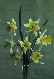 "Daffodils" (Daffodil - Golden Spur) tekijältä Frederick (attr. to) Barnard