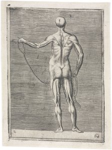 Lihakset Miesten lihaksiston anatominen tutkimus; mies kädessään köysi, n. 1555 tekijältä Frederick (attr. to) Barnard