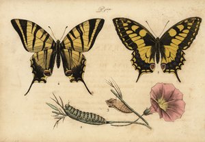 Vanhan maailman swallowtail, Papillo machaon 1,2,3 ja niukka swallowtail, Iphiclides podalirius 4 tekijältä John Pardon