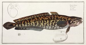 "The Burbot" tekijältä John Pardon