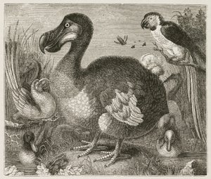 Dodo tekijältä Ferdinand Georg Waldmuller