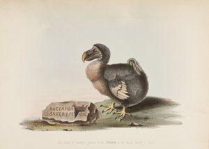 Dodo tekijältä John Pardon