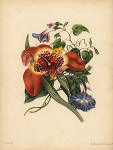 Meksikon tiikeri-kukka, Tigridia pavonia, Change; Sininen Majuri Convolvulus, Yö tekijältä John Pardon