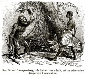 Oran-utang, erittäin vahva ja erittäin taitava, on vaarallinen vastustaja tavata tekijältä . .