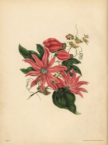 Rasemoosi Passionflower, Passiflora racemosa, Uskonnollinen taikausko tekijältä John Pardon