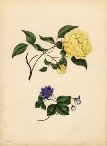 Makean tuoksuinen China Rose, Rosa chinensis, Infidelity; Sininen Hepatica, Hepatica nobilis, Luottamus tekijältä John Pardon