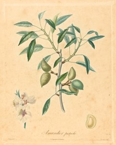 pistaasi mantelipuu tekijältä after A. Poiteau