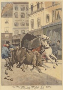 Maatalousnäyttely 1895. Paennut härkä