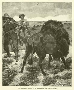 Buffalon metsästys