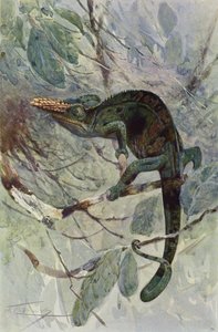 Afrikkalainen kameleontti tekijältä after Wilhelm Kuhnert