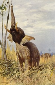 Afrikkalainen norsu