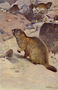 Alppimurmeli tekijältä after Wilhelm Kuhnert