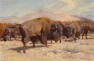 Amerikan biisoni tekijältä after Wilhelm Kuhnert