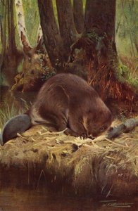 Majava tekijältä after Wilhelm Kuhnert