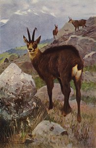 Säämiskä tekijältä after Wilhelm Kuhnert