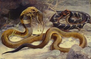 Kobra ja Puff Adder tekijältä after Wilhelm Kuhnert