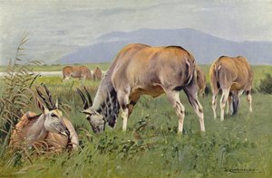 Eland tekijältä after Wilhelm Kuhnert