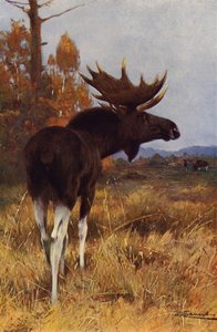 Hirvi tai Hirvi tekijältä after Wilhelm Kuhnert