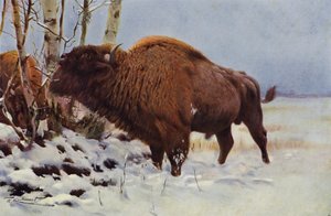 Euroopan biisoni tekijältä after Wilhelm Kuhnert