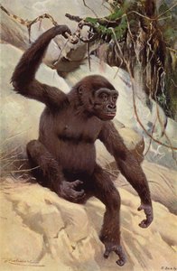 Gorilla tekijältä after Wilhelm Kuhnert