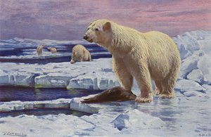 Jääkarhu tekijältä after Wilhelm Kuhnert