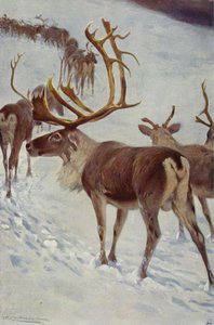 Skandinavian poro tekijältä after Wilhelm Kuhnert
