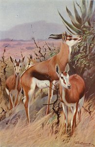 Springbok tekijältä after Wilhelm Kuhnert