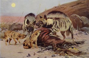 Raidallinen hyena ja sakaali tekijältä after Wilhelm Kuhnert