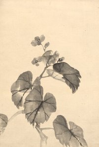Begonian haara kukkivassa tekijältä attributed to Kono Bairei