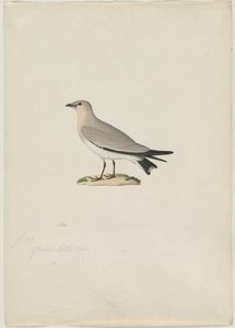 Pieni Pratincole (Glareola lactea) tekijältä attributed to Paul Hüet