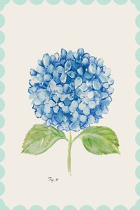 Sinisen hydrangean kuvitus tekijältä cartissi