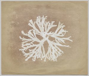 Levät tekijältä circle of William Henry Fox Talbot