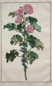 Kokoelma 24 kasvia ja kukkaa: Mallow, vuoden 1772 jälkeen. tekijältä de Seve