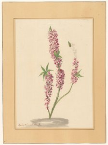 Punainen paprika puu maassa tekijältä familie Van der Vinne (attributed to)