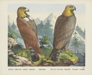 Aigle doré. / Kultainen kotka. / Goldadler. / Goudarend. / Aquila dorato. / Aigle Royal. / Kuninkaallinen kotka. / Königsadler. /Steenarend. / Ossifrago (otsikko esineessä) tekijältä firma Joseph Scholz