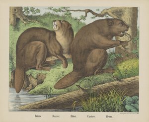 Bièvre. / Majava. / Biber. / Castore. / Bever (otsikko esineessä) tekijältä firma Joseph Scholz