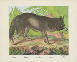 Chacal. / Saakaali. / Schakal. / Sciacal. / Jakhals (otsikko esineessä)