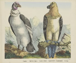 Condor. / Alppien kotka. / Karitsat-korppikotka. / lammaskorppikotka. / Lammergier / Avolrajo (otsikko esineessä)