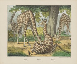 Girafa. / Kirahvi. / Kirahvi (otsikko esineessä) tekijältä firma Joseph Scholz