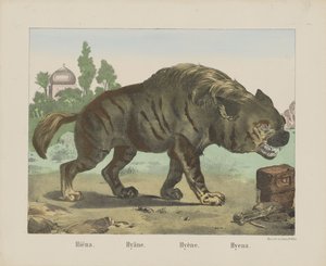 Hyeena. / Hyena. / Hyena. / Hyena (otsikko esineessä) tekijältä firma Joseph Scholz