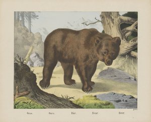 Tai niin. / Meidän. / Bär. / Karhu. / Olut (otsikko esineessä) tekijältä firma Joseph Scholz